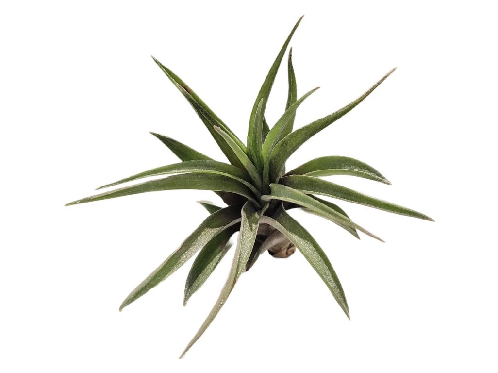 Tillandsia Abdita