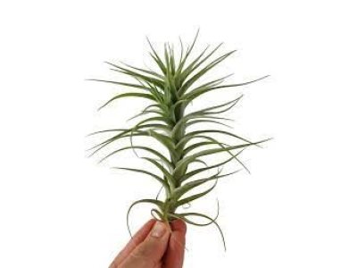 Tillandsia Aeranthos