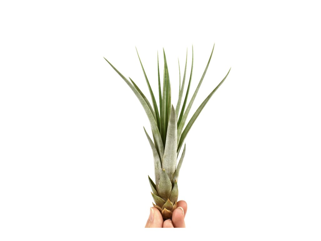 Tillandsia Fasciculata