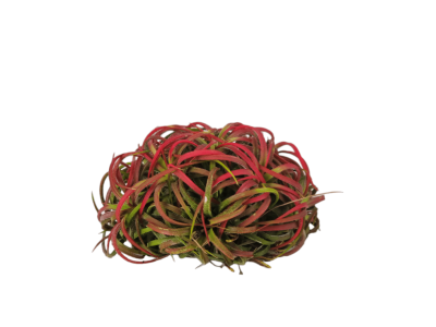 Tillandsia Ionantha 'Clumb Red'