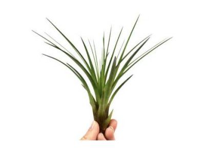 Tillandsia Melanocrater 'Green'