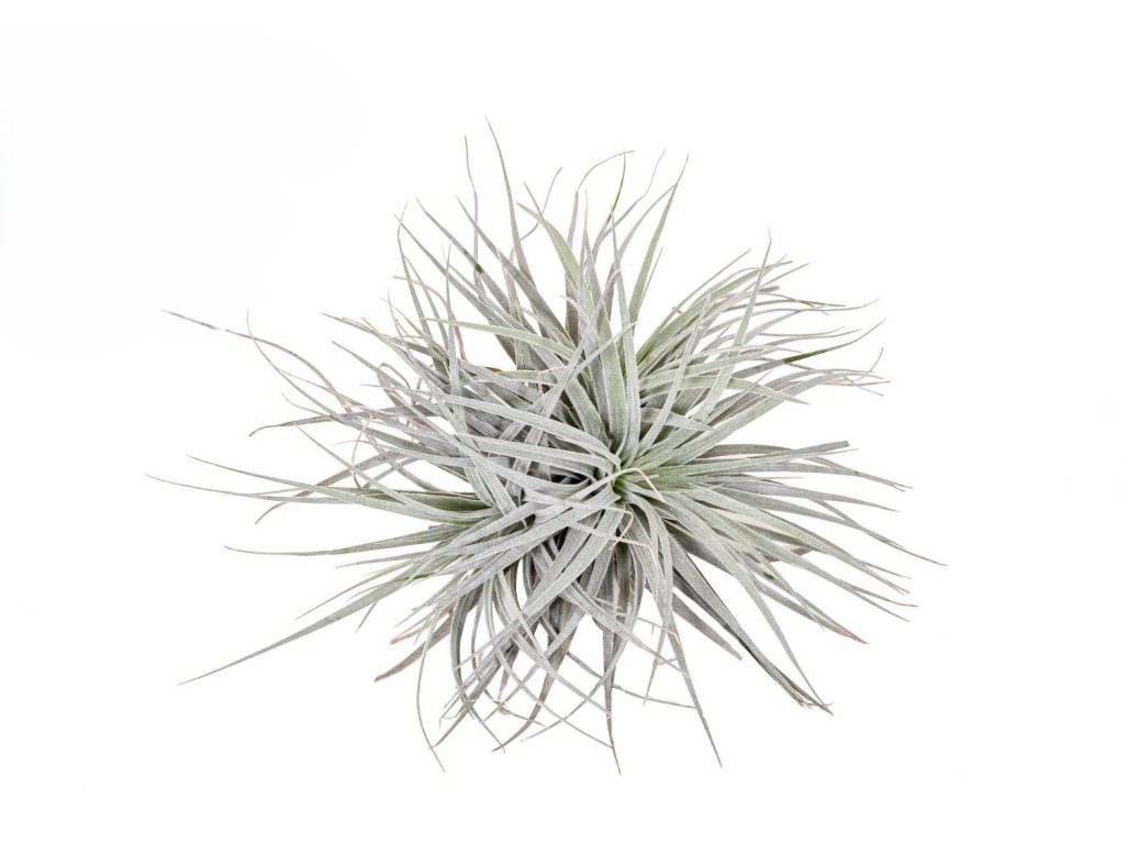 Tillandsia Silver