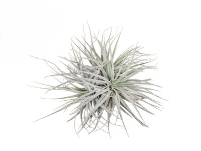 Tillandsia Silver