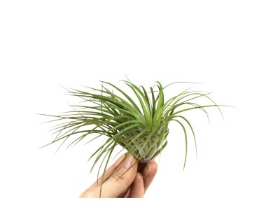 Tillandsia Stricta