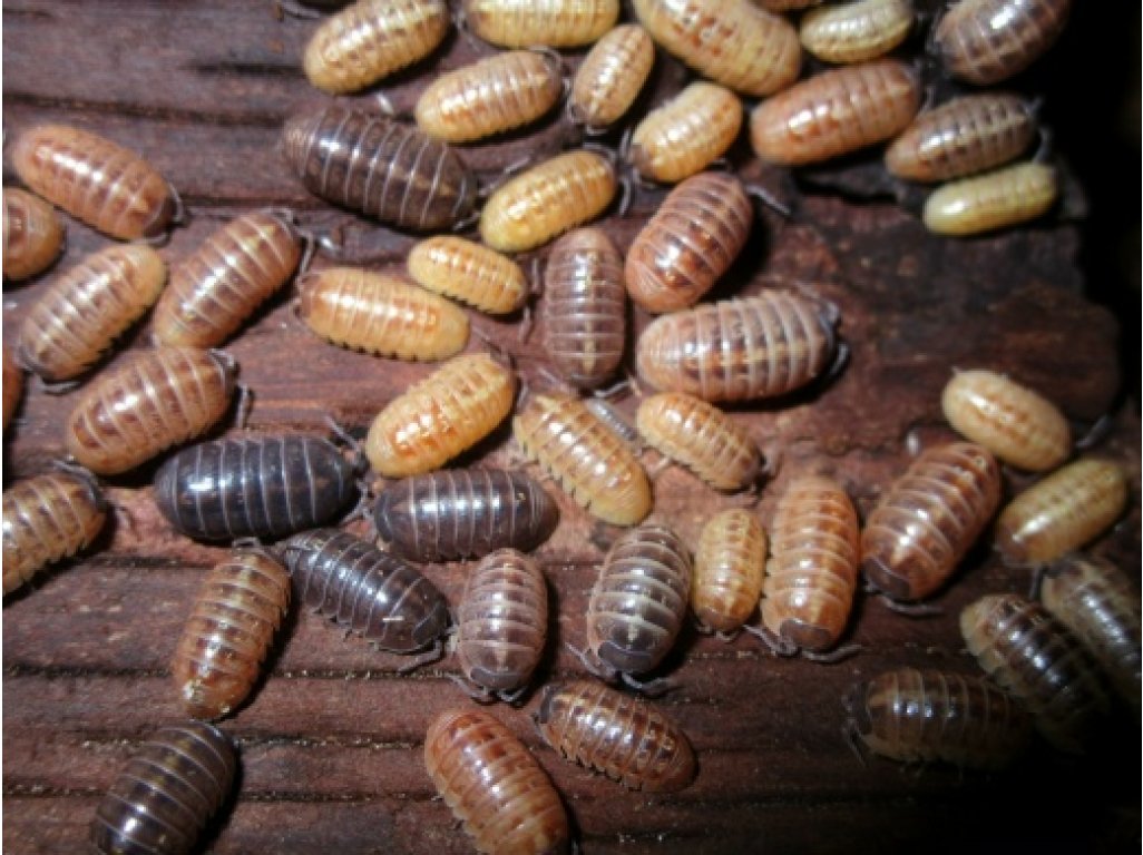 Armadillidium Vulgare "St. Lucia"
