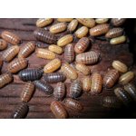 Armadillidium Vulgare "St. Lucia"