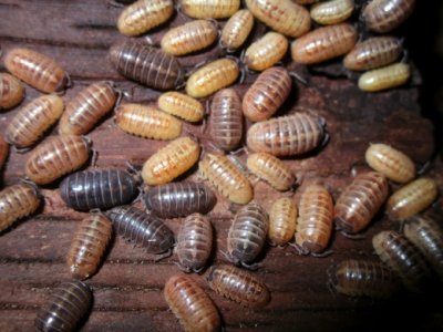 Armadillidium Vulgare "St. Lucia"