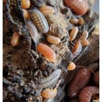 Armadillidium Vulgare "St. Lucia"