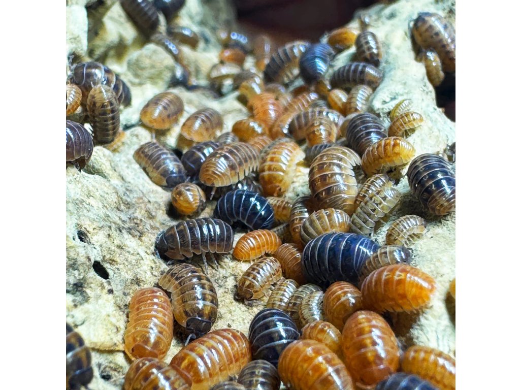 Armadillidium Vulgare "St. Lucia"