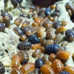 Armadillidium Vulgare "St. Lucia"