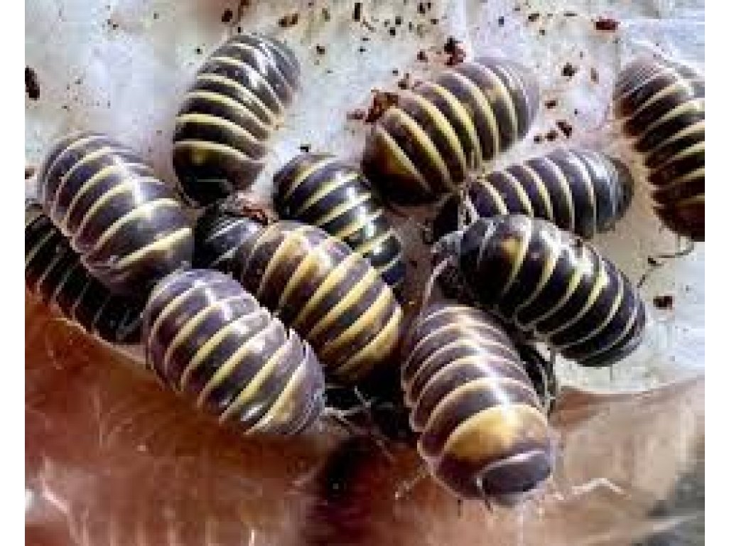 Armadillidium Badium "Casteldaccia"