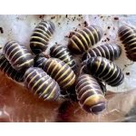 Armadillidium Badium "Casteldaccia" - Kolónia "STARTER" / 12+ KS - Veľkosť: mix /