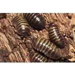 Armadillidium Badium "Casteldaccia"