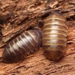 Armadillidium Badium "Casteldaccia"