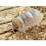 Armadillidium Espanyoli "Marblized"