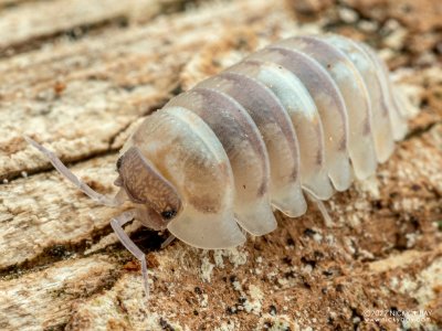 Armadillidium Espanyoli "Marblized"