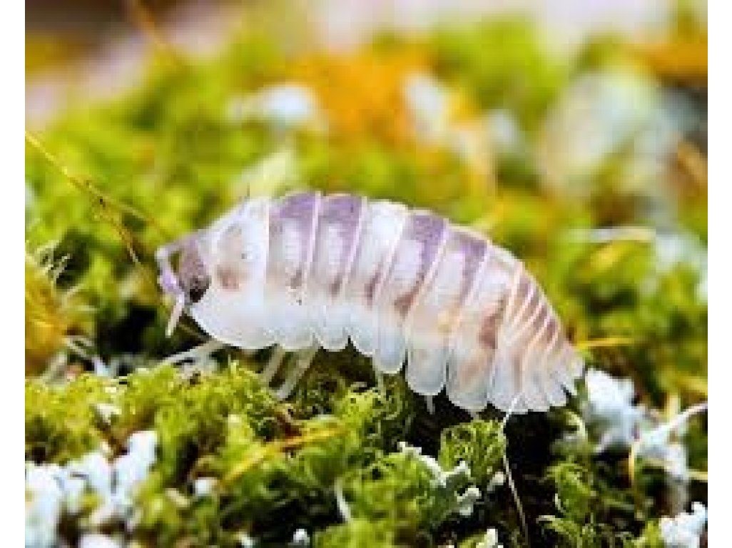 Armadillidium Espanyoli "Marblized"
