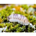 Armadillidium Espanyoli "Marblized"
