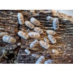 Armadillidium Espanyoli "Marblized"