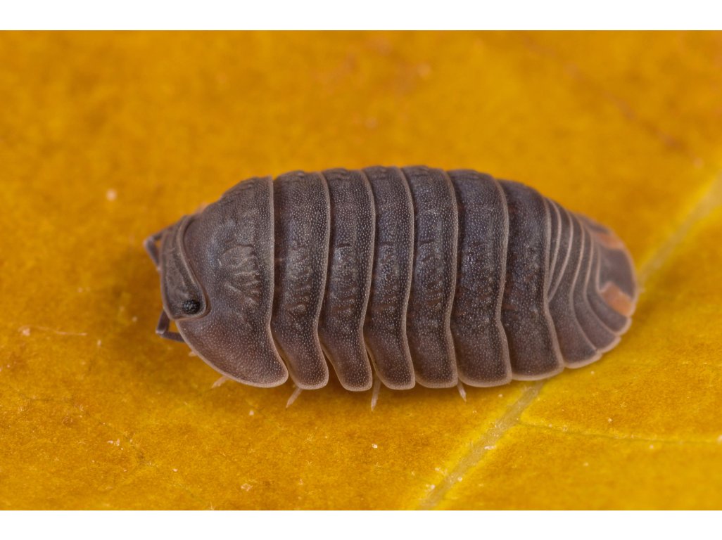 Cubaris Murina