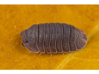 Cubaris Murina