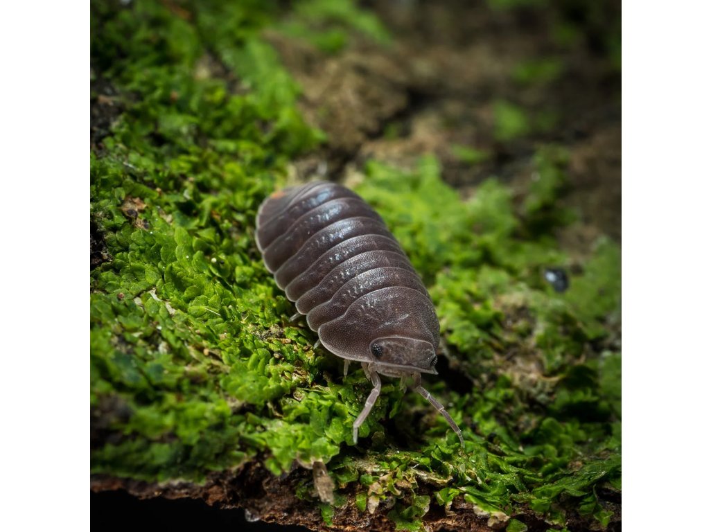 Cubaris Murina