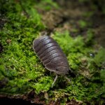 Cubaris Murina