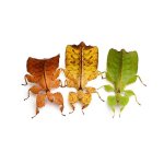 Phyllium Letiranti Tataba