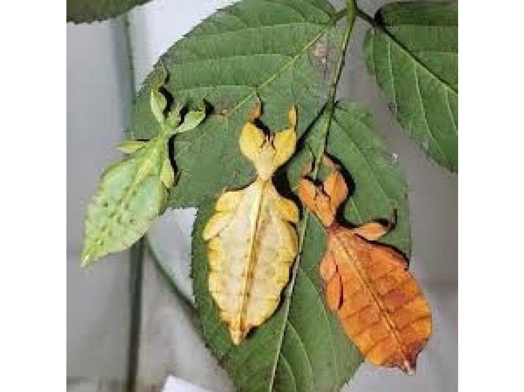 Phyllium Letiranti Tataba