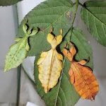 Phyllium Letiranti Tataba