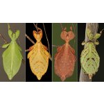 Phyllium Letiranti Tataba