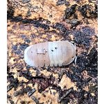 Cubaris sp. "Pink Panda" - 1 KS