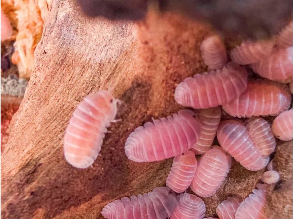 Cubaris sp. "Pink Panda"