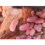 Cubaris sp. "Pink Panda"