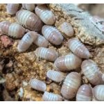 Cubaris sp. "Pink Panda"