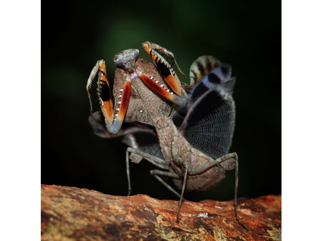 Deroplatys Desiccata