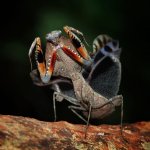 Deroplatys Desiccata - VELKOSŤ: 4. - 5. Zvlek / POHLAVIE: Samica