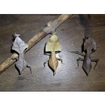 Deroplatys Desiccata