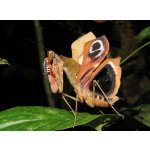 Deroplatys Desiccata