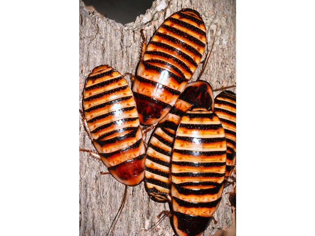 Šváb Madagaskarský /Elliptorhina Javanica/