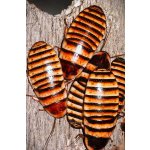 Šváb Madagaskarský /Elliptorhina Javanica/ - Malý / VELKOSŤ: 0,5 - 1  cm