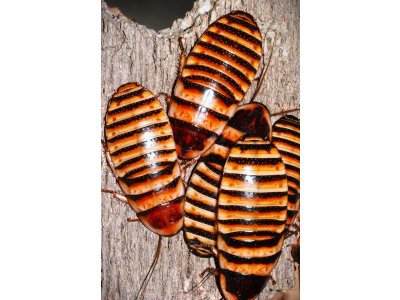 Šváb Madagaskarský /Elliptorhina Javanica/