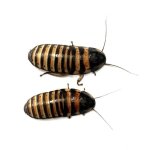 Šváb Madagaskarský /Elliptorhina Javanica/