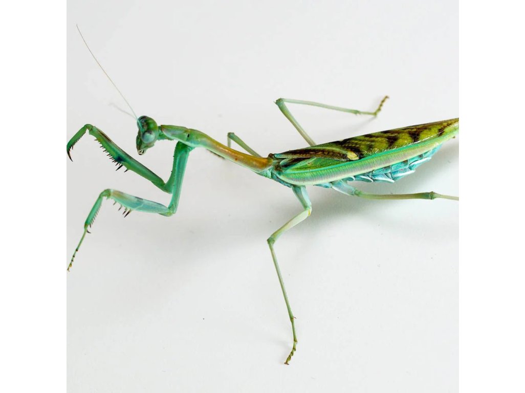 Omomantis Zebrata