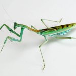 Omomantis Zebrata - Veľkosť: 4. - 5. Zvlek / Pohlavie: Neurčené