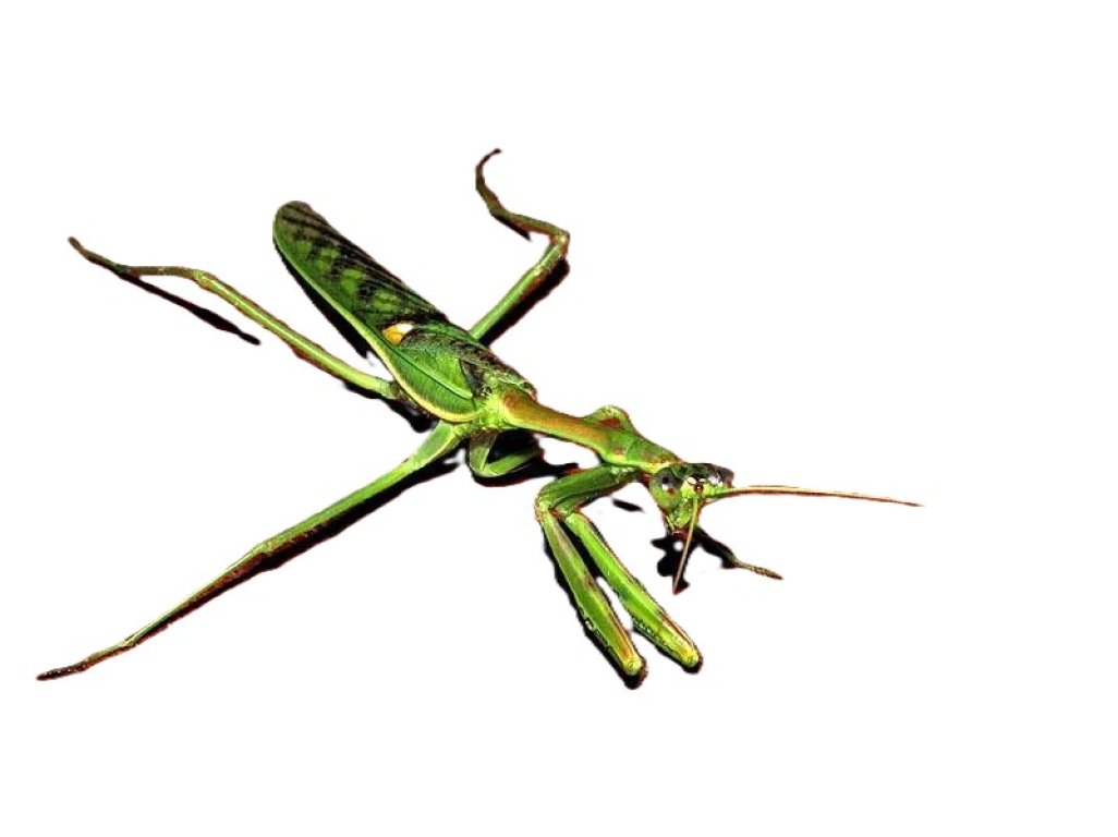 Omomantis Zebrata