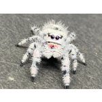 Phidippus Regius "White Bahamas" - 4. Zvlek / Pohlavie: Neurčené