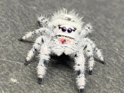 Phidippus Regius "White Bahamas"