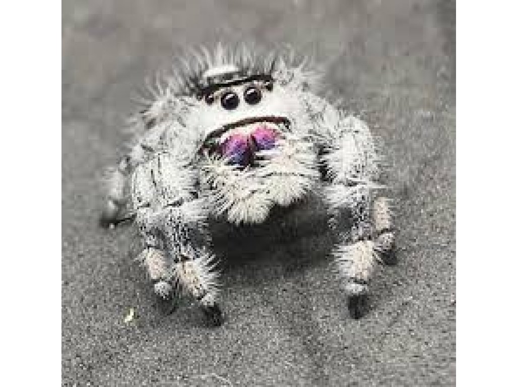 Phidippus Regius "White Bahamas"