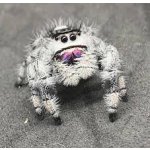 Phidippus Regius "White Bahamas"